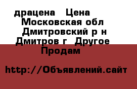 драцена › Цена ­ 300 - Московская обл., Дмитровский р-н, Дмитров г. Другое » Продам   